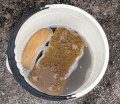 dirty water in bucket - click for larger image